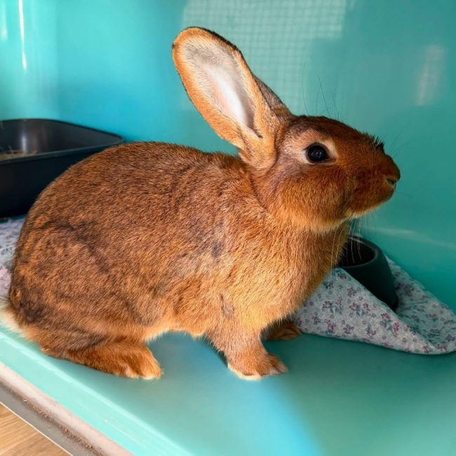 Panpan - Rongeur Lapin à adopter
