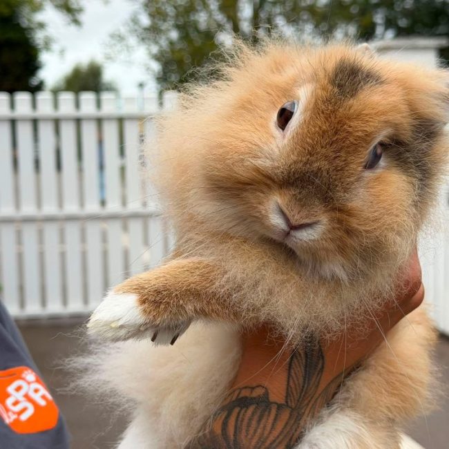 Onyx - Rongeur Lapin à adopter