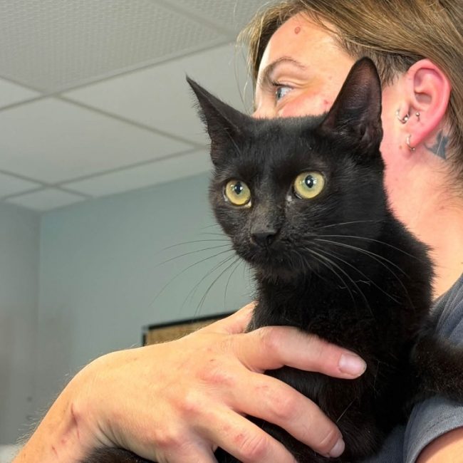 Sakura - Chat Européen à adopter