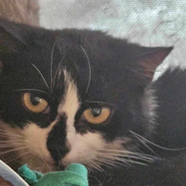 Queens - Chat Européen à adopter