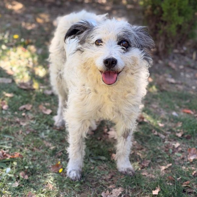 Djody - Chien à adopter
