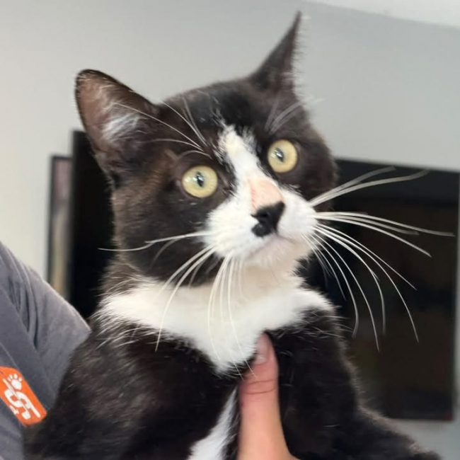 Bilbo - Chat Européen à adopter