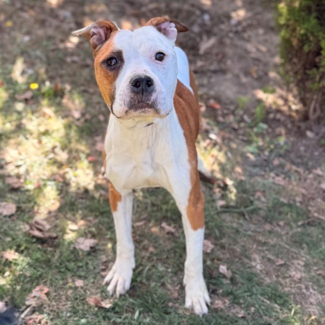 Raya - Chien à adopter