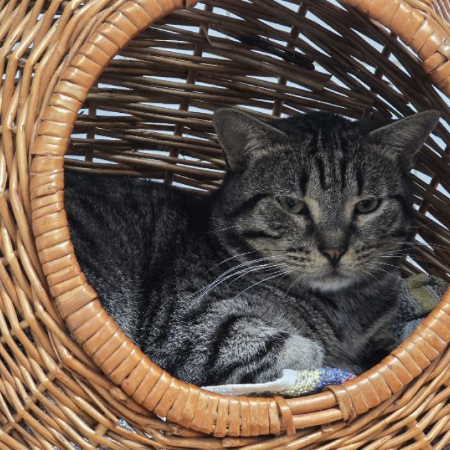 Arakiri - Chat Européen à adopter