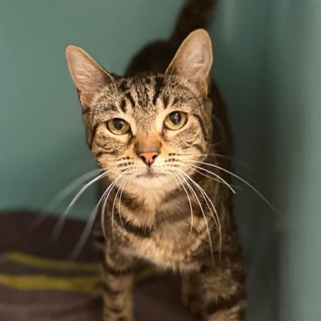 Charly - Chat Européen à adopter