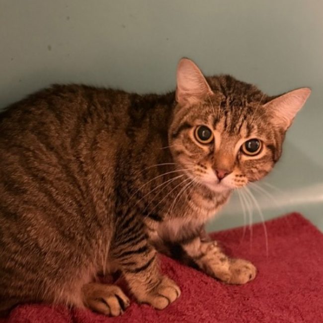 Sélène - Chat Européen à adopter