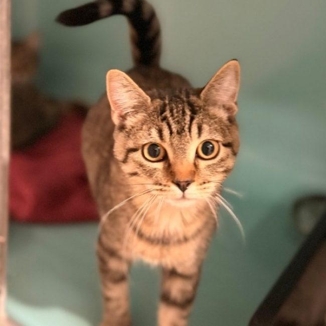 Salem - Chat Européen à adopter