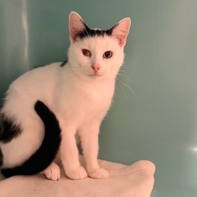Swan - Chat Européen à adopter