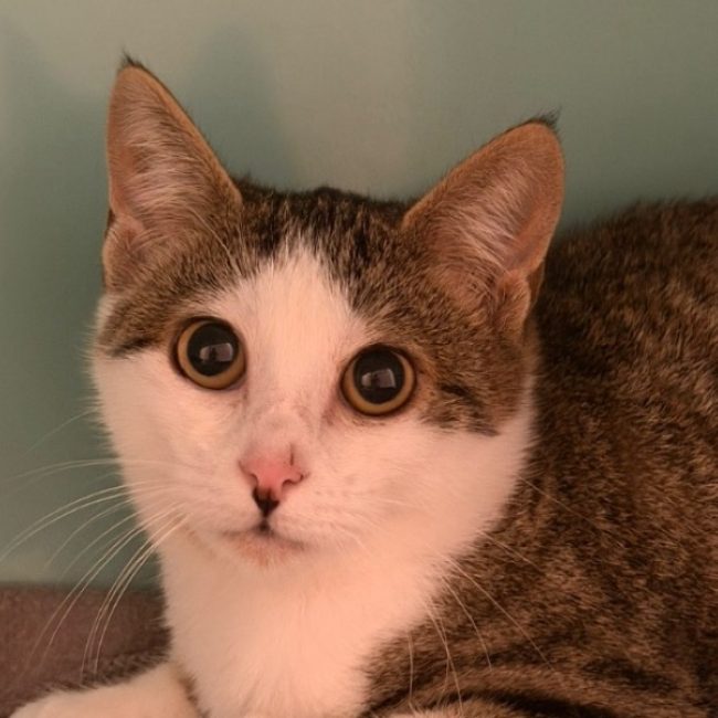 Pepin - Chat Européen à adopter