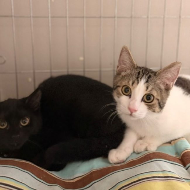 Liam - Chat Européen à adopter