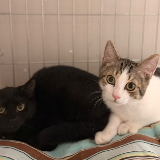 Ellis - Chat Européen à adopter