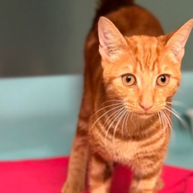 Gordon - Chat Européen à adopter