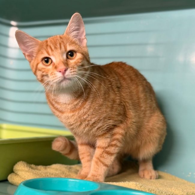Fergus - Chat Européen à adopter
