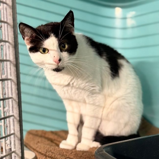 Kali - Chat Européen à adopter