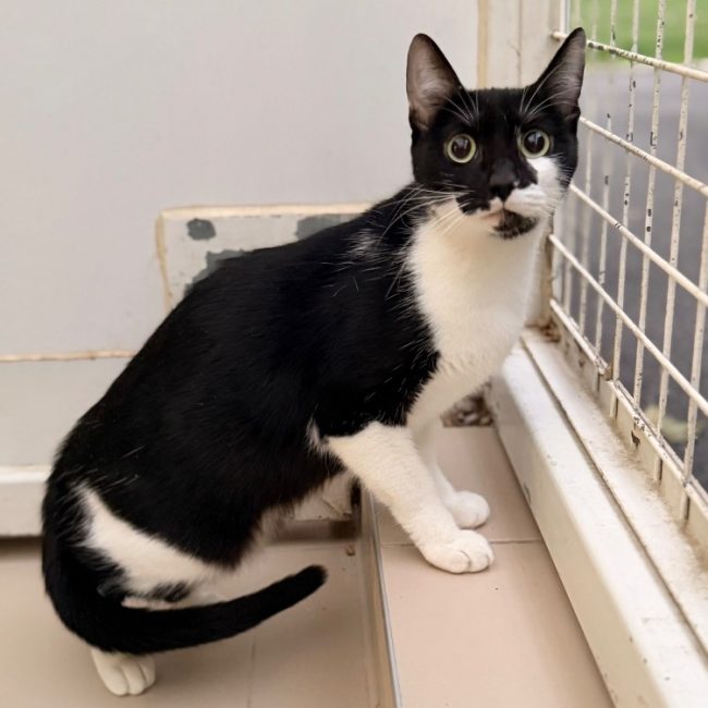 Merida - Chat Européen à adopter