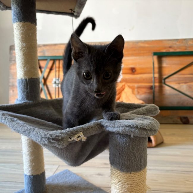 Iontas - Chat Européen à adopter