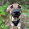 LARSON