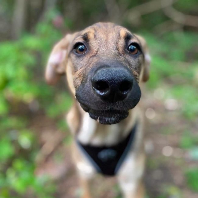 LARSON - Chien Croisé x Royal Bourbon à adopter