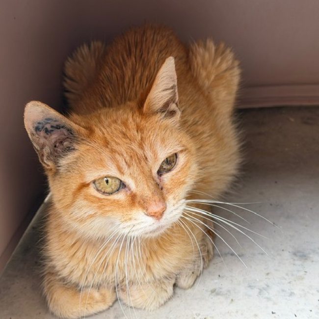 Cornelia - Chat Européen à adopter