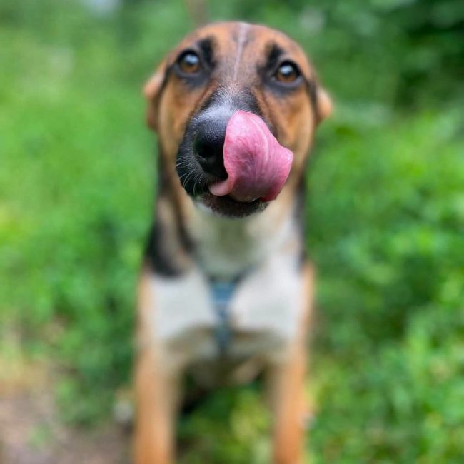 TUZIK - Chien Berger Allemand x Royal Bourbon à adopter