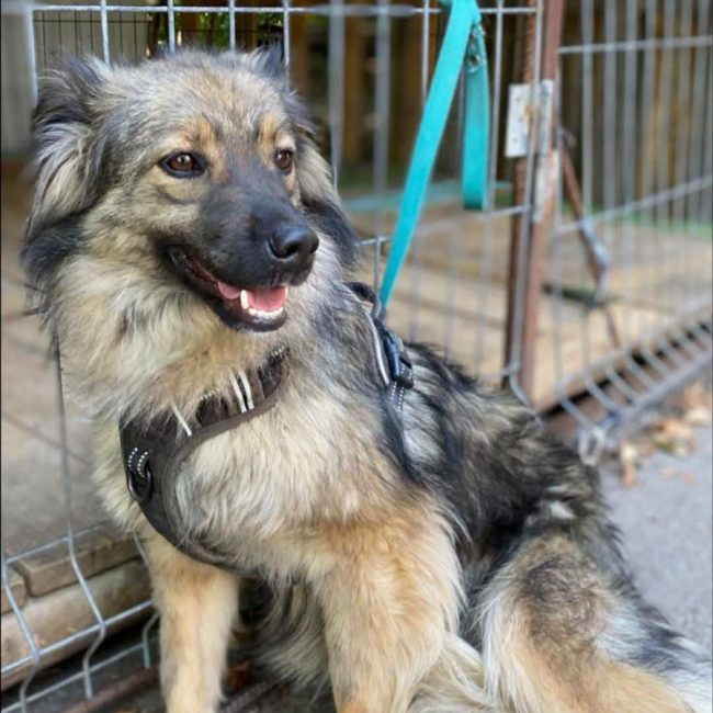 NOTKA - Chien Royal Bourbon à adopter