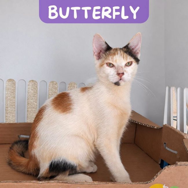 BUTTERFLY - Chat Européen à adopter