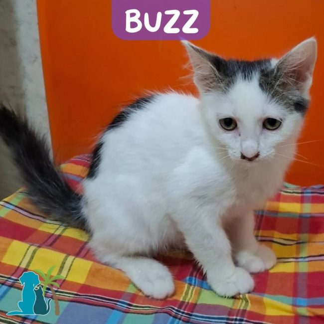 BUZZ - Chat Européen à adopter