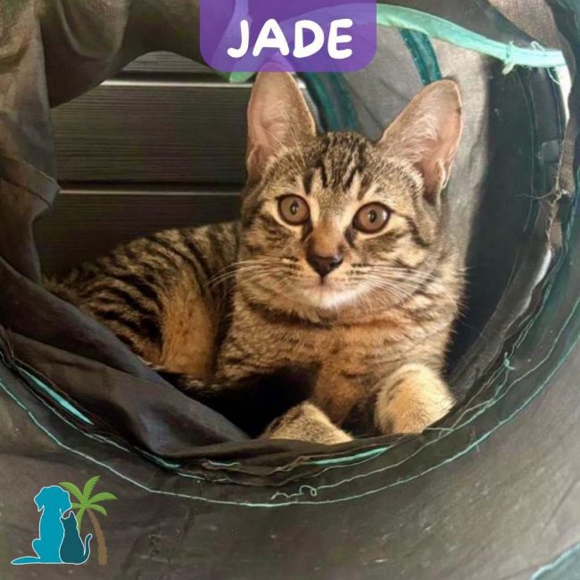 JADE - Chat Européen à adopter