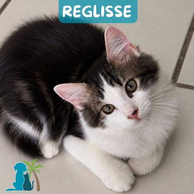 REGLISSE - Chat Européen à adopter