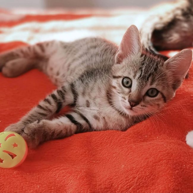 BRADY - Chat Européen à adopter