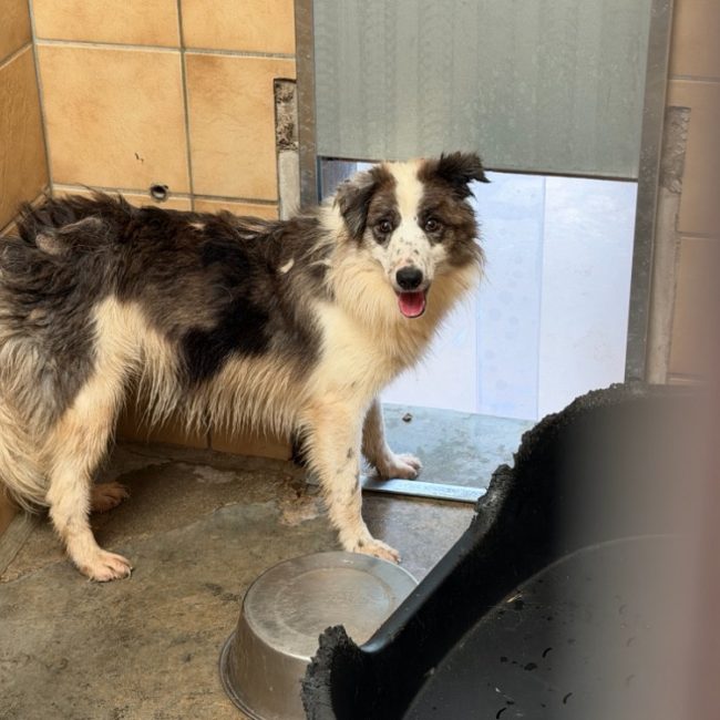 Orphee - Chien Border Collie à adopter