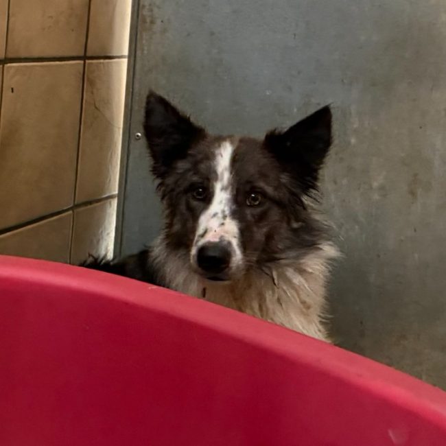 Kali - Chien Border Collie à adopter