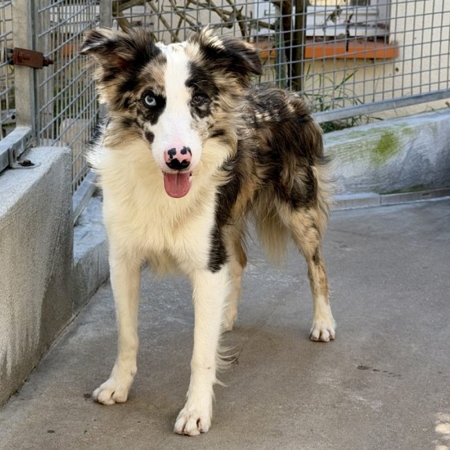 Shiva - Chien Border Collie à adopter