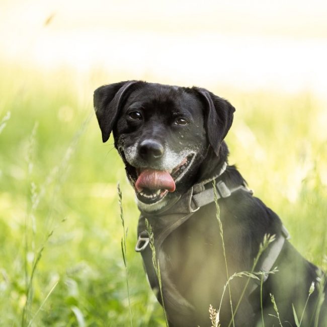 Samya - Chien à adopter