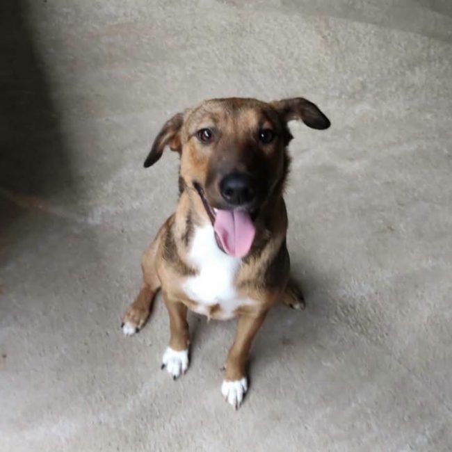 Billie - Chien à adopter