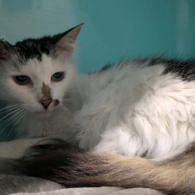 Clochette - Chat Européen à adopter