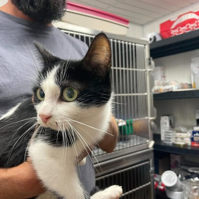Arielle - Chat Européen à adopter