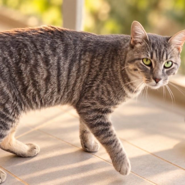 Simbad - Chat Européen à adopter