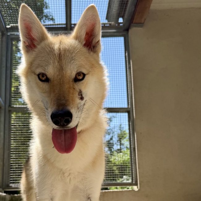 Saona - Chien à adopter