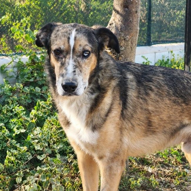 Ligero - Chien Berger Allemand à adopter