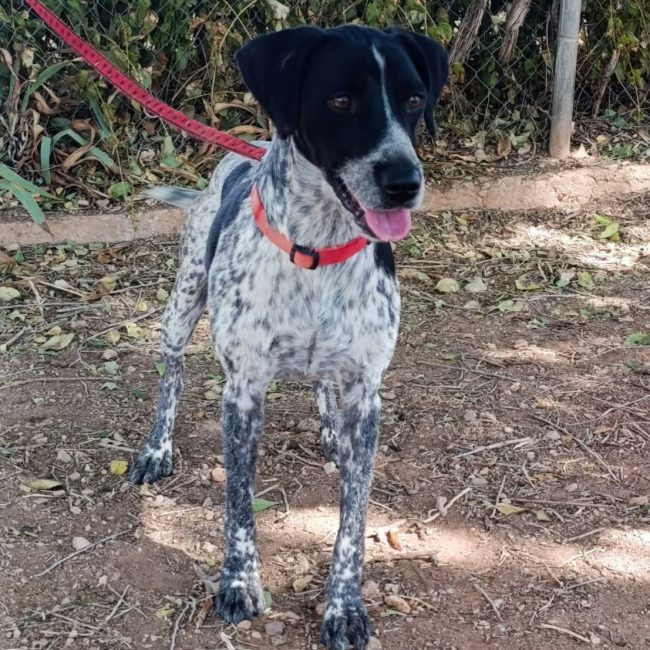Apolo - Chien Pointer Anglais x Braque allemand à poil court à adopter