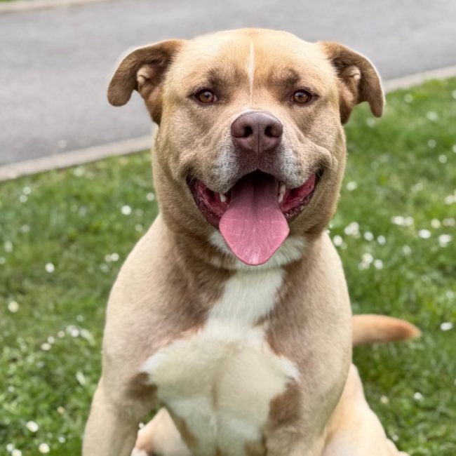 Tokyo - Chien à adopter