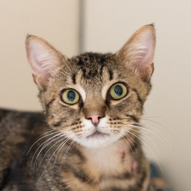 Laurier - Chat à adopter