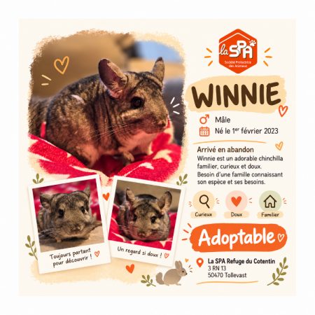 Winnie - Rongeur Chinchilla à adopter