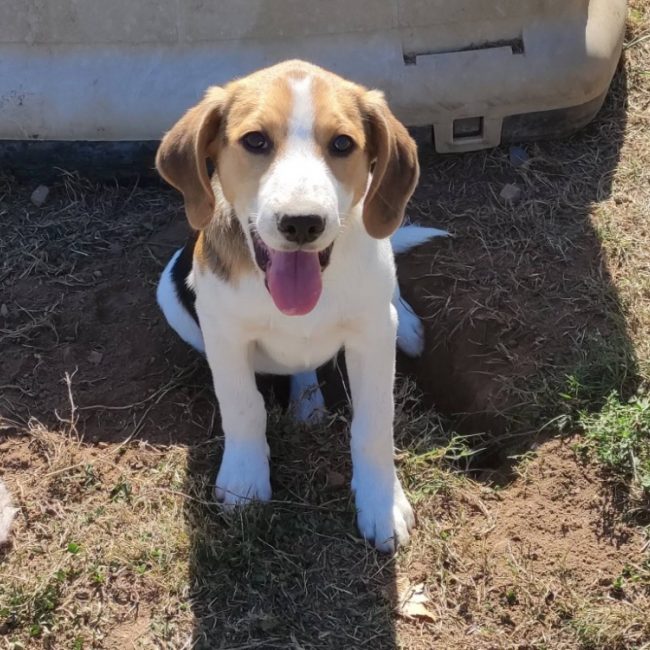 Cuivre - Chien Beagle à adopter