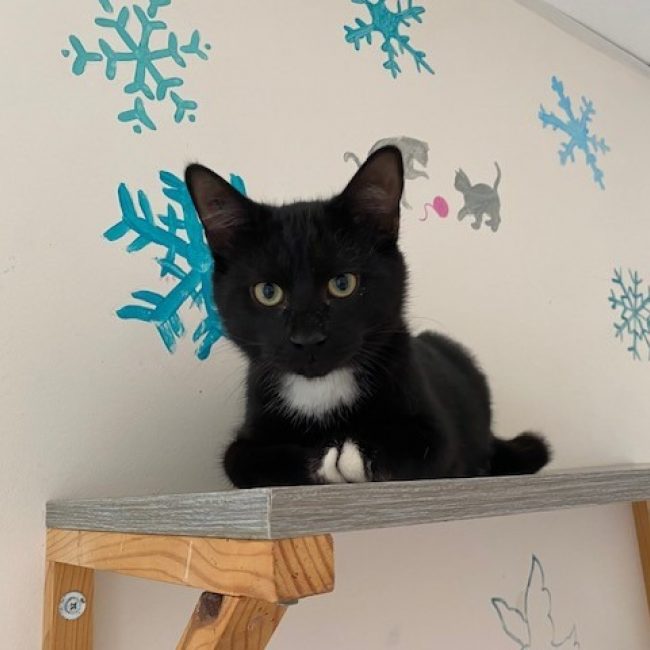 Chaussette reservé - Chat Européen à adopter