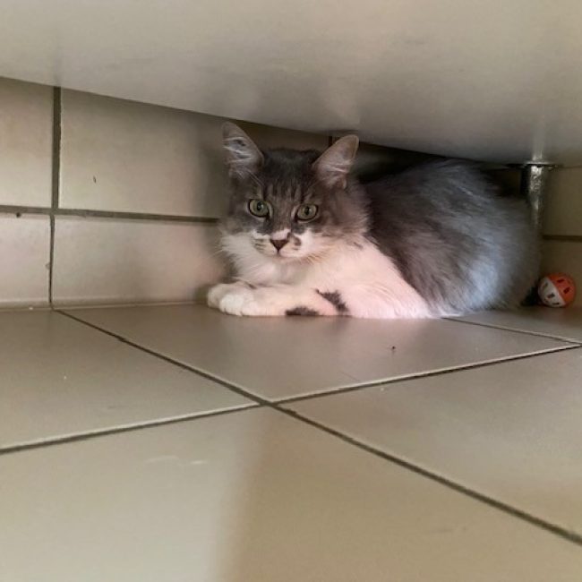 Shaki réservé - Chat Européen à adopter
