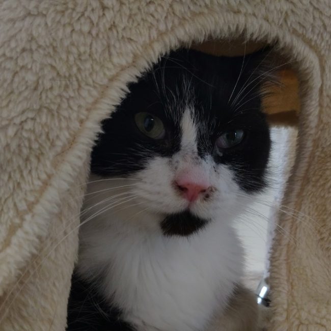 Panda - Chat Européen à adopter