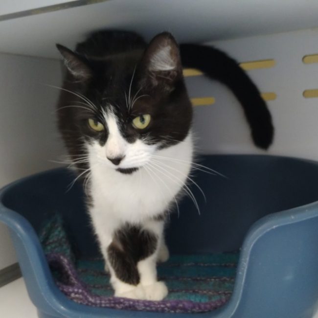 Pitchoune - Chat Européen à adopter