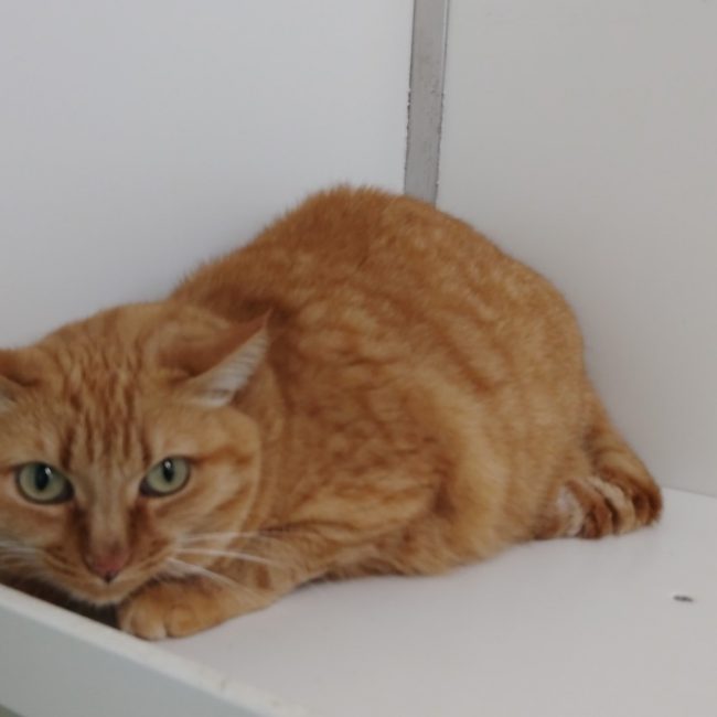 Mimitte - Chat Européen à adopter